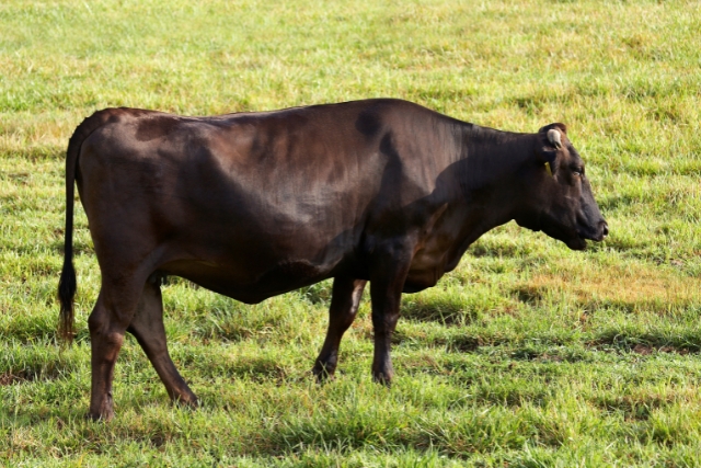 黒毛和牛イメージ